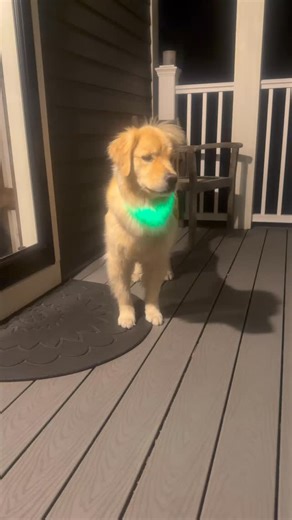 My accountability partner, even when it’s freezing outside. 😂🐶 #goldenretriever #dog #running | Bill Murphy