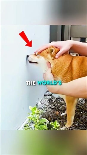 This Man's Home Security is Too Cute 🐶❤️ #shorts #dog #cute #viral