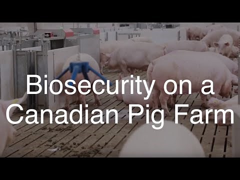 Biosecurity on a Canadian Pig Farm