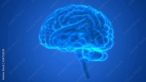 Human Central Nervous System Brain Anatomy