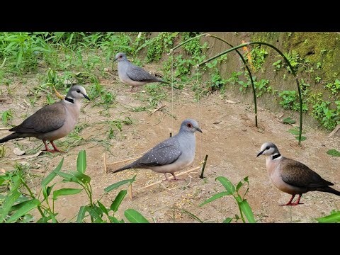 Amazing Techniques for Catching Doves and How to Make #Trap #birds 