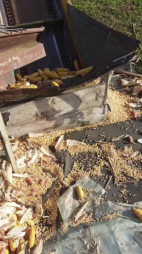 Corn Processing Machine in Action: A Detailed View