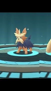 Lillipup evolution into Herdier and Stoutland in Pokemon GO !! Trainer Ari
