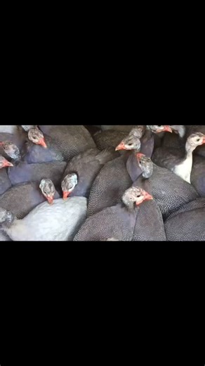 पोल्ट्री की दुनिया on Instagram: "गिन्नी मुर्गी पालन !! #Guineafowl #Poultry #Guineahen #Chinimurgi #Reels"