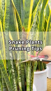 Snake Plants Pruning Tips 🌿✂️ ✅ Cut off black leaves — they carry disease ✅ Remove soft, wrinkly, or broken leaves (about 2 inches above the base) ✅ Trim cracked or holey leaves — save healthy parts for propagation ✅ Don’t water for 2 days after trimming, keep cuts dry ✅ Place in bright, indirect light for recovery ✅ Add slow-release fertilizer after 2 weeks in spring/summer #indoorplants #homegarden #plantcare #gardening #plants #caretips #indoorgarden #houseplants #gardentips #gardenproject #