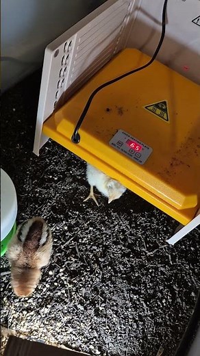 How to have an amazing cheap brooder!#chicken #chickenhatching #hatching #brooder #cheap #budget