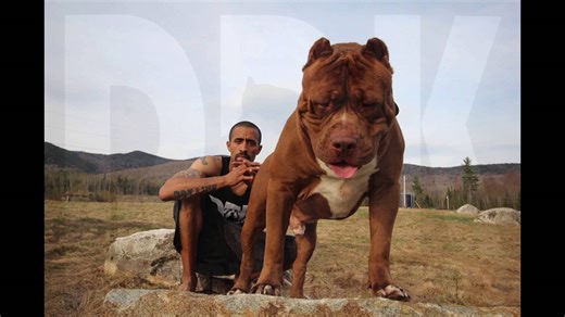 The Hulk � The Biggest Bully Pitbull on Earth Weighs in Part 2 at 173.4lbs!
