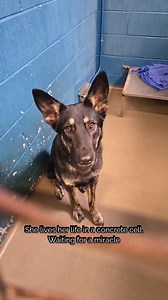 1K views · 536 reactions | ‼️FOSTER CARERS URGENTLY NEEDED‼️ We are...