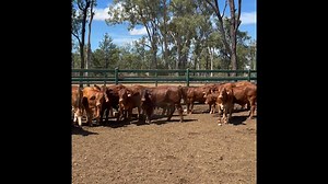 Our biggest and best year yet! ⭐️ Conducted our largest IVF program to date in conjunction with Tomawill Droughtmasters ⭐️ Purchased the majority of the Eversleigh Wallace Vale breeding herd from Roger and Jenny Underwood ⭐️ Successfully sold at the inaugural Queen of the Ring, Carnarvon Classic, National Female and Highlands Bull Sales ⭐️ Commenced building our new homestead ⭐️ Prepared our first cultivation country and hay patch (currently planting!) ⭐️ Constructed a very large dam and success