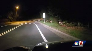 Deer mating season underway in North Carolina