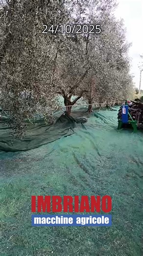 Scuotitore a fune per olive, noci, nocciole e frutta in generale. Attacco a giunto cardanico per trattore. In vendita a soli € 2100 Spedizione in tutta Italia a € 80 Contattaci 0825.449147 Enrico 335.5480937 Gianluca 335.5289473 whatsapp 392.9622333 visita il nostro sito www.imbriano.it (link in bio) seguici: facebook - Imbriano Macchine Agricole instagram - imbrianosrl #raccoltaolive #olioevo #extravergine #oliveverdi #agricoltura #madeinitaly #passioneolio #per #perte #perteeee #nei #neipertee