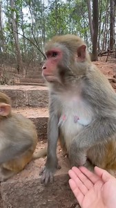 54K views · 981 reactions | Monkey Are so funny  #monkeyseemonkeydo #monkey | Funny Voice Over | Facebook
