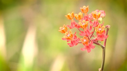 Invasive species pose a serious threat to Florida's ecosystems, affecting water quality and native habitats, plants and animals. Learn more below about the main invasive species in Florida by visiting our new Invasive Species in Florida webpage. https://www.swfwmd.state.fl.us/resources/invasive-species-florida | Southwest Florida Water Management District