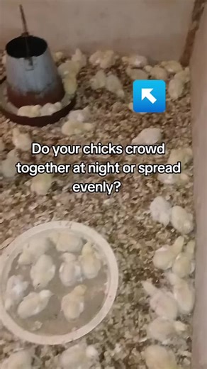Follow for more broiler rearing tips🤯