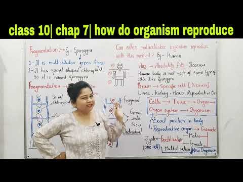 Fragmentation in spirogyra|class 10 science|chap 7|#youtubevideo #viralvideo #reproduction #science
