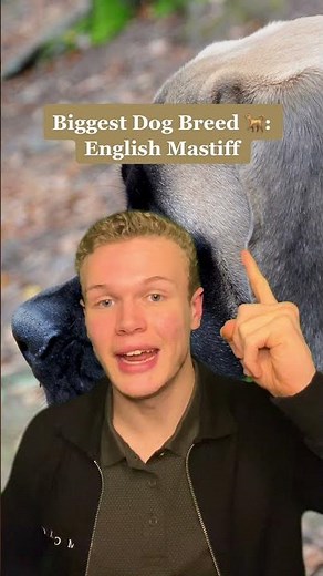 The Biggest Things In The World 🌏