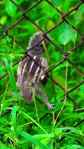 I saw this animal in the wilderness #shorts #wildlife