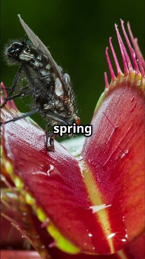 Epic Showdown: Wasp vs Venus Flytrap!