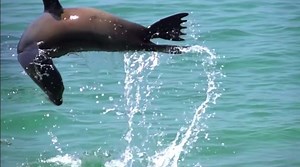 22 reactions | Tomorrow (1 Dec) is #GivingTuesday! Make a splash and help make it possible for us to rally the world for action, and work with youth in dozens of countries to protect our blue planet - https://buff.ly/3fQi9wR | World Ocean Day | Facebook