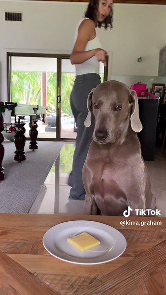 Funny Weimaraner Video: Testing Self Control, Don't Eat It!