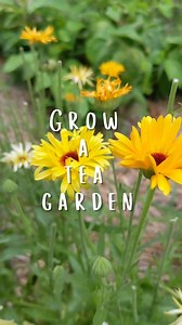 158K views · 419 reactions | If you’re a tea lover, growing a tea garden is essential, and easy! Here are some of our favorite plants to grow for the perfect tea garden 華 Your garden girlies: @meggrowsplants @inthecottagegarden @thecottagepeach What do you grow in your tea garden? Drop your favs down in the comments! 𥳐 #gardeningtips #growyourownfood #teagarden #gardeninspiration #gardenharvest | Meagan Lloyd | Facebook