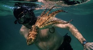 “Mi maestro el pulpo”: nuestra crítica al documental de Netflix ganador del Oscar