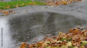 Rainy autumn weather. Heavy rain drops on the asphalt next to the falling yellow autumn foliage. Leaves fall from the tree to the ground Stock Video