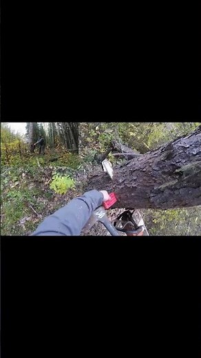 Felling a Tree Using a Wedge