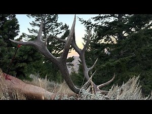 Archery Elk Broad head Durability review SLICK TRICK VIPER TRICK