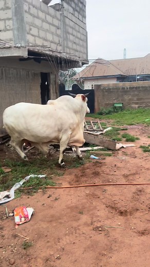 Active Wagyu Cow Farm Tour