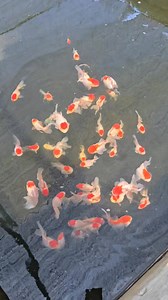 45K views · 1.2K reactions | New Gen Red Cap Oranda! | Oyeee Petshop | Facebook