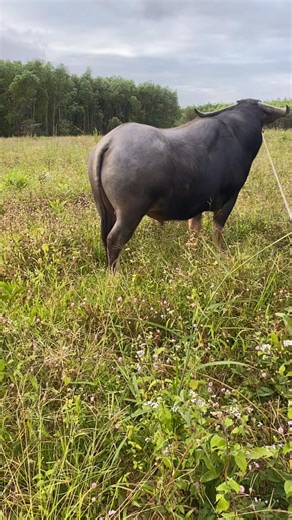 Xấu không ai thích thì cứ để hót phân thôi | Tu Tim Hieu