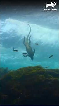 The hidden kingdom of marine iguanas