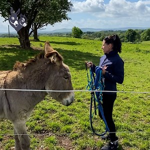28K views · 1.8K reactions | This summer, avoid feeding your donkey grass clippings. 塞 Emily Collins, Donkey Welfare Adviser, explains why grass clippings can be dangerous and how to prevent health issues like colic or laminitis.  | The Donkey Sanctuary Ireland | Facebook