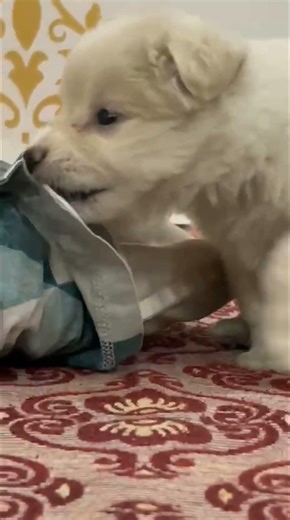 Cute But Will Bite Your Soul🤍🐾|| #dogsofyoutube #puppy #cutedogs #pets #dogviral #shorts #trending