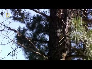 Wild Russia Siberia Documentary HD