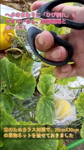 【家庭菜園】マクワウリを空中栽培！2段ベッド風で育てて収穫｜100均の種「まくわ瓜金ちゃん」