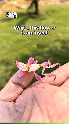 Is This Mantis a PERFECT Flower Impersonator?