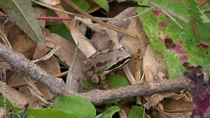 A frog of the genus Hyla in the grass of Mexican lands.