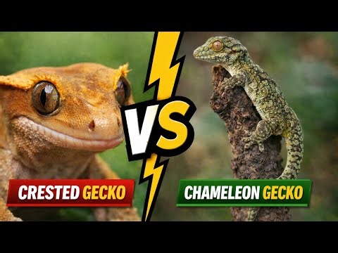 Crested Gecko vs Chameleon Gecko – What’s the Difference?