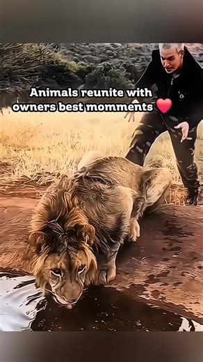 Why Animals Make the Best Companions for Humans