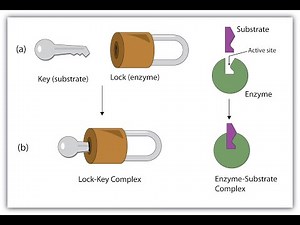 Lock and Key Model Theory for Enzymes and Substrate Interaction