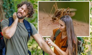 NHS advise how to treat an insect bite or sting