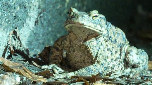 A member of German conservation group BUND justified the cost, saying it is an investment that can be divided over 50 years.