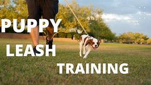 No Page Found - Pitbulls