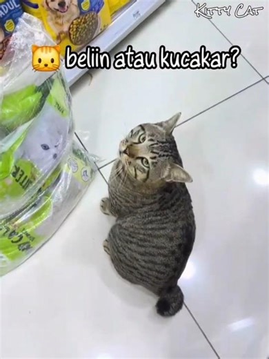 Kakak Ini Dipalak Preman Kucing Mujair Saat mau Berbelanja 🐱 #kucingoyen #kucinglucu