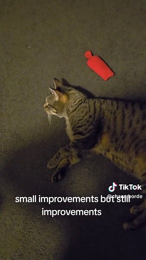 Wobbly Cat Syndrome: Romeo's Recovery Journey