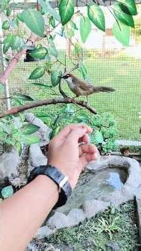 Setting up a mini aviary pond #birdlovers #smallbirdaviary #aviary