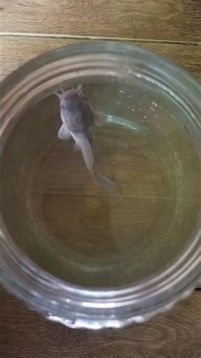 catfish dancing#fish#catfish #shorts #trending