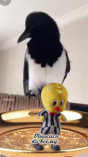 Majestic Magpie Interacting in Indoor Setting